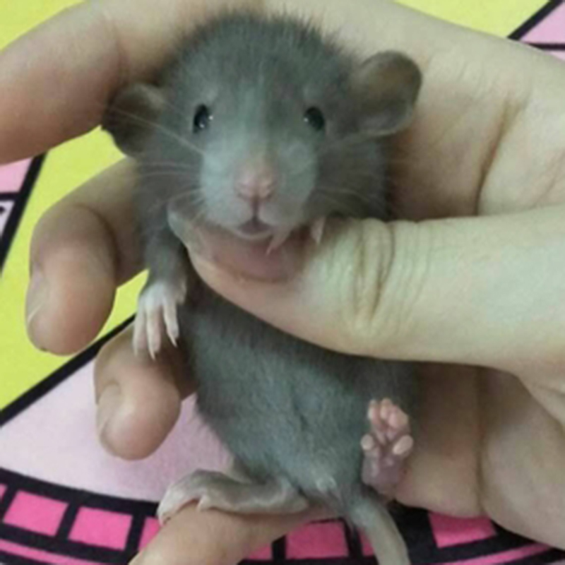 double yellow花枝鼠活体宠物飞象耳花枝鼠花枝鼠小宠物全国包活飞象