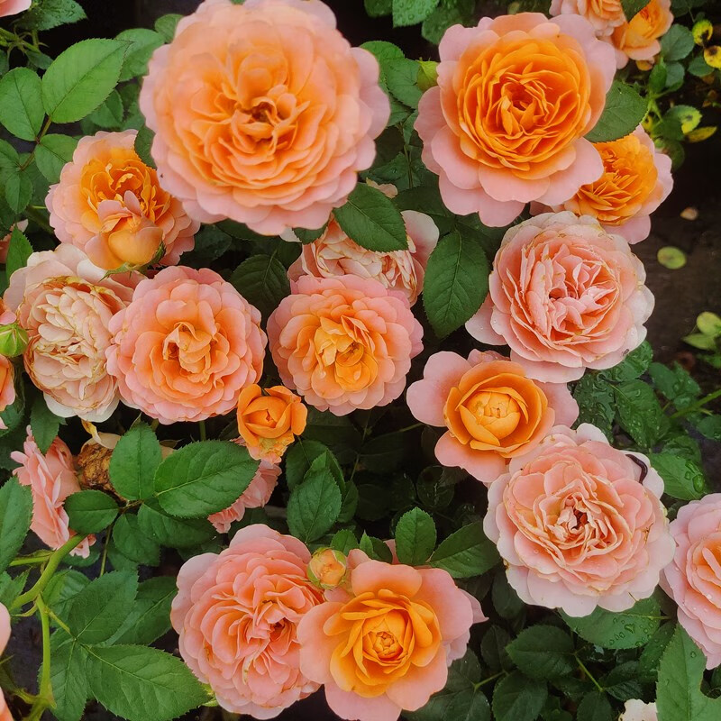 灌木月季果汁阳台大苗多季耐寒易养盆栽植物花期带花苞阳台室内外庭院