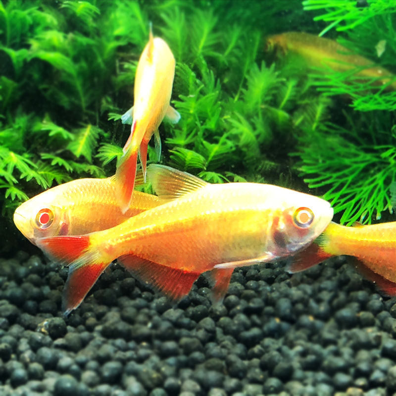 聪腾热带鱼热带观赏鱼鱼美人鱼红天使鱼红色天使鱼活体 5条红天使3-4