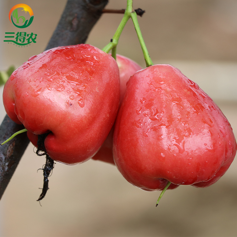 黑金刚莲雾苗 莲雾树苗 盆栽地栽 5年莲雾苗 大颗 大叶红