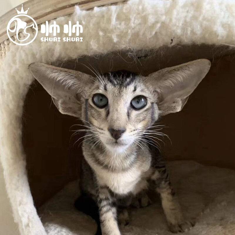 帅帅名宠【北京实体】东方短毛猫活体 东短纯种幼崽幼猫 可爱的猫咪