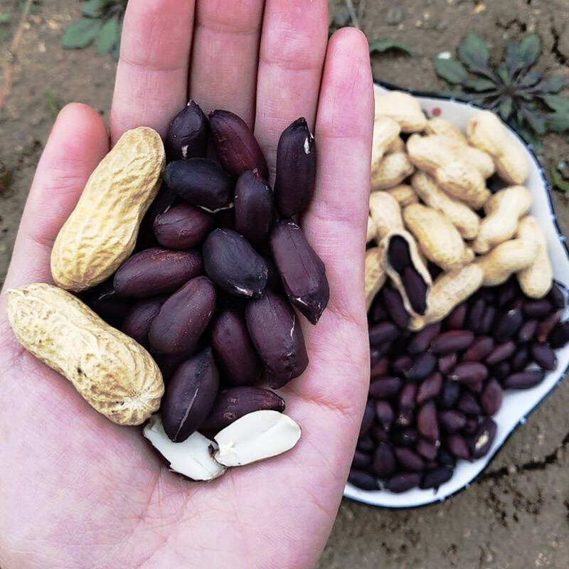 北蔬花生种子山东新品种原种农科院蔬菜籽 黑花生种子 5斤【带壳】