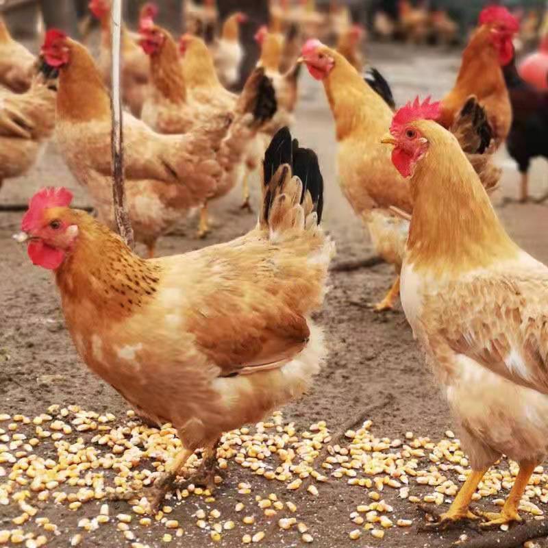 活体三黄鸡幼苗半斤五黑鸡土鸡三黄鸡大品种鸡高产蛋鸡下蛋小母鸡