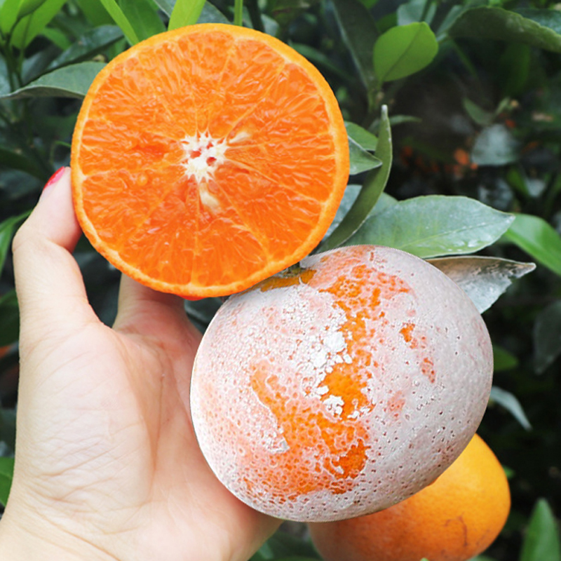 广西茂谷柑果脏脏柑橘现摘新鲜橘子带箱装沃柑 精选大果 9斤