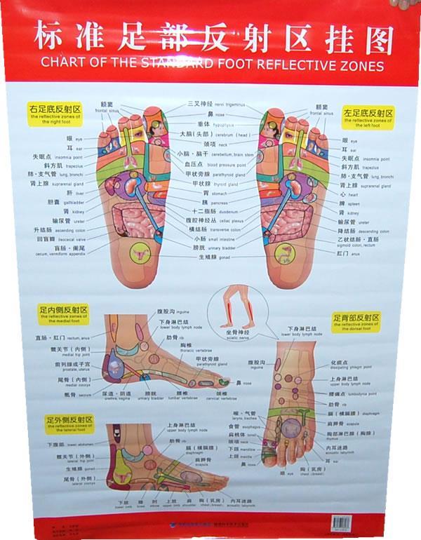 标准足部反射区挂图 9787533536237 刘家瑞 著 福建科技出版社
