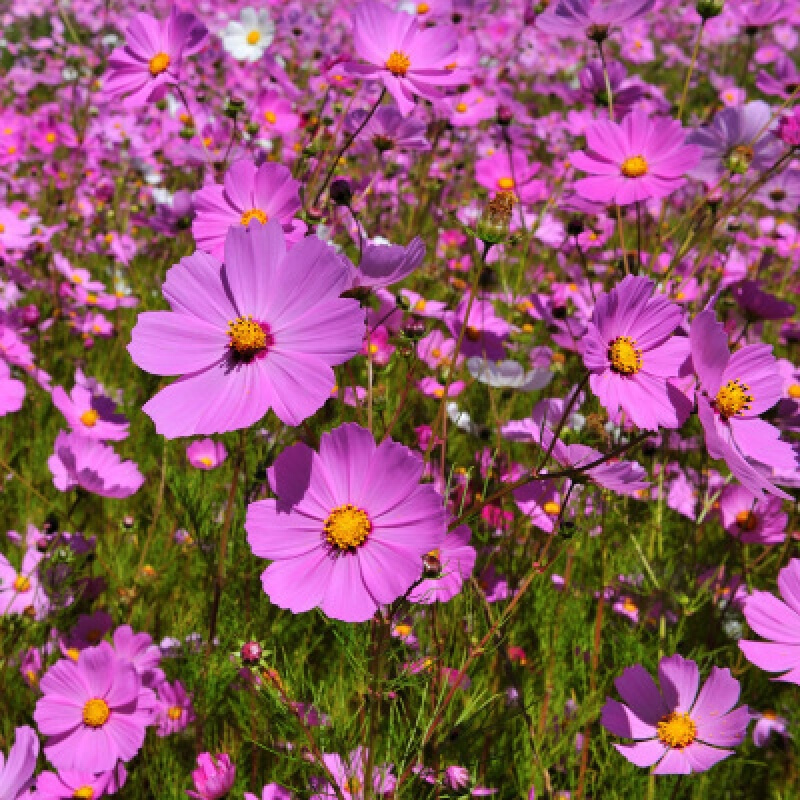 易活花籽波斯菊花种子庭院室外景观花海野花组合 玮艺 矮杆粉色1000粒