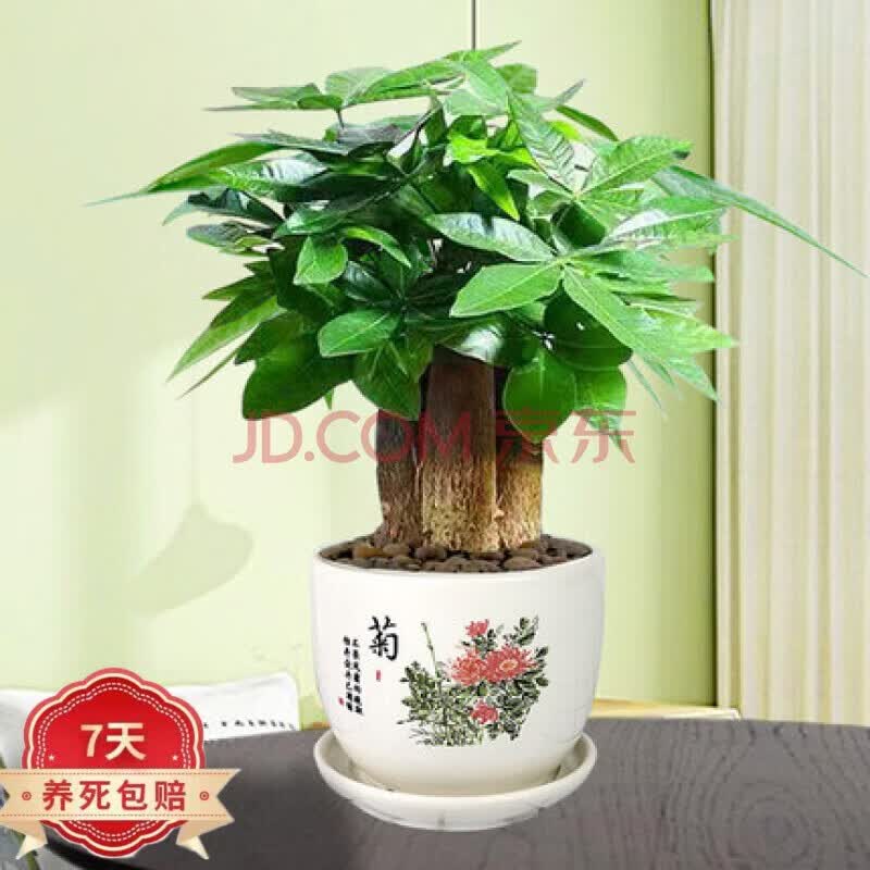 一名花匠发财树盆栽大型客厅四季常青组合绿植植物室内净化空气 菊花陶瓷含三杆发财树高性价比高么？