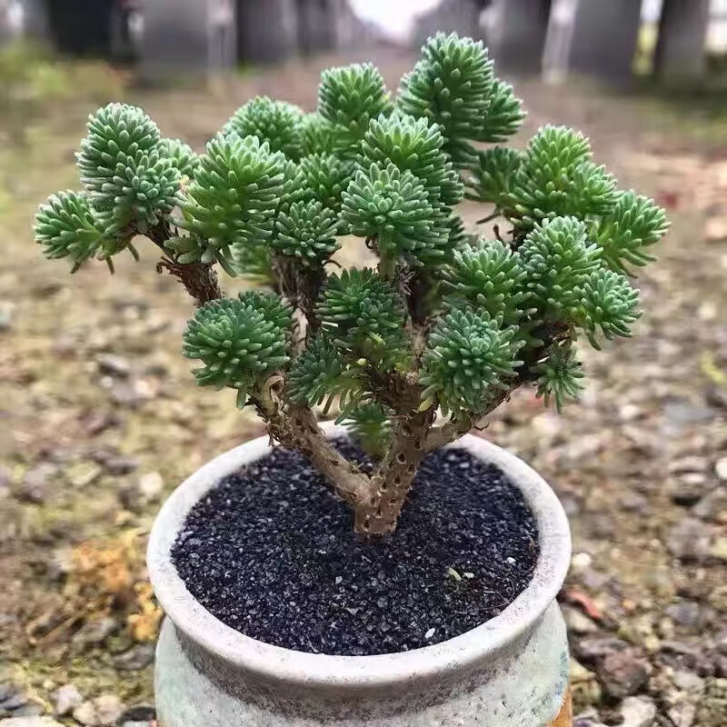 刘不丁球松多肉老桩一物一拍超大盆景群生多头绿植组合盆栽含盆室内