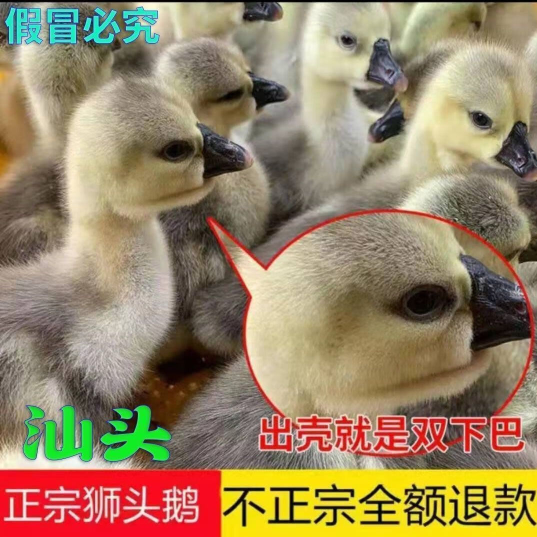 潮汕正宗狮头鹅苗特大纯种澄海狮头鹅苗汕头狮头鹅苗饶平狮子头鹅 包