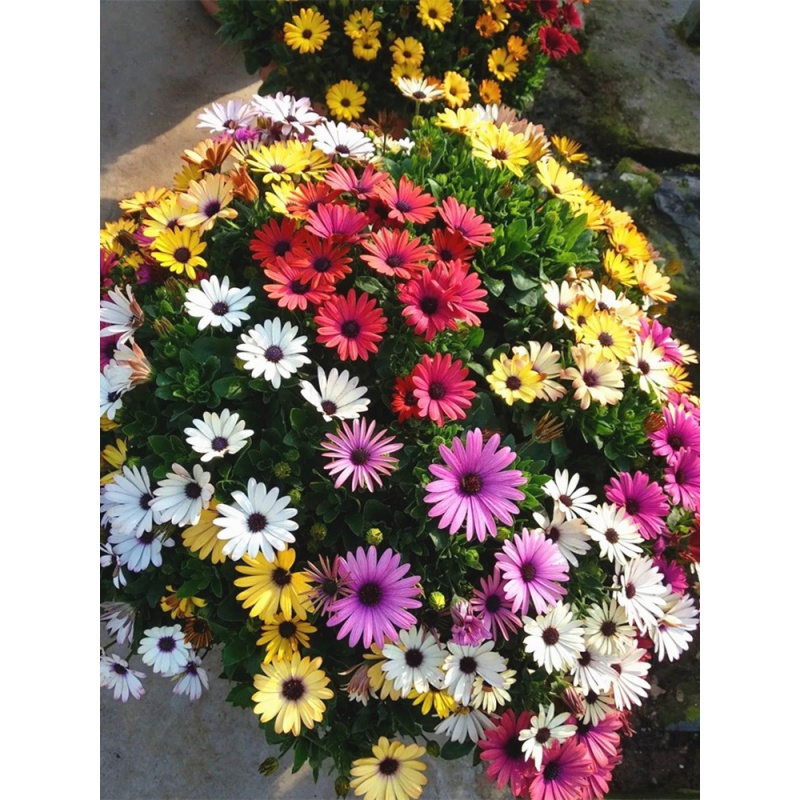 四季播种易活盆栽花卉非洲菊花矮生花乡古韵 南非万寿菊种子混色200粒