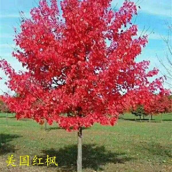 红枫树苗 三季红枫苗中国红枫红舞姬红枫树苗嫁接红枫苗庭院盆栽景观