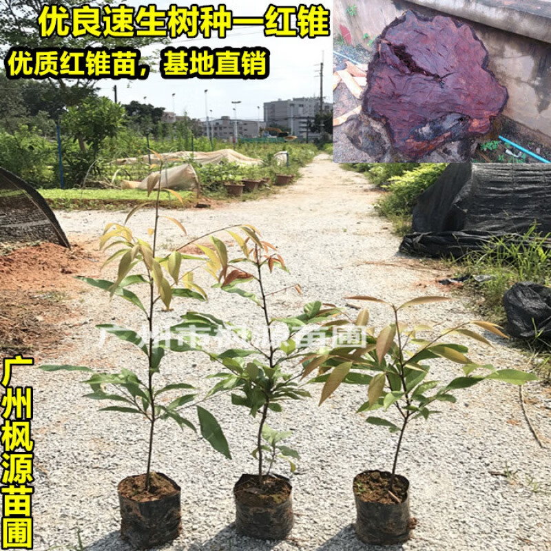 红锥树苗锥栗锥丝栗红椎名贵木材南北方种植红锥庭院园林绿化植物 30