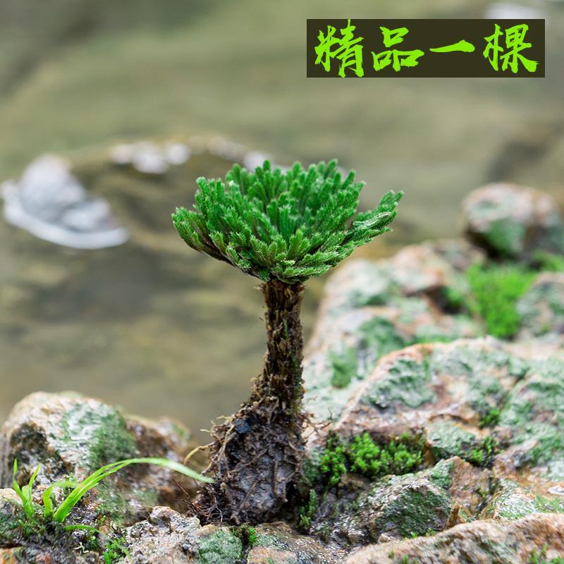 山頭林村卷柏野生九死還魂草室內(nèi)桌面盆景綠植盆栽假山吸水石四季常青植物 精品1棵 不含盆