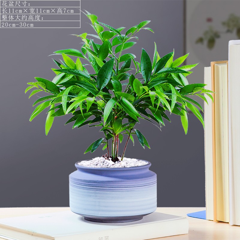 诗甲 竹柏盆栽植物绿植盆景 办公室内客厅阳台除甲醛观赏盆栽好养植物
