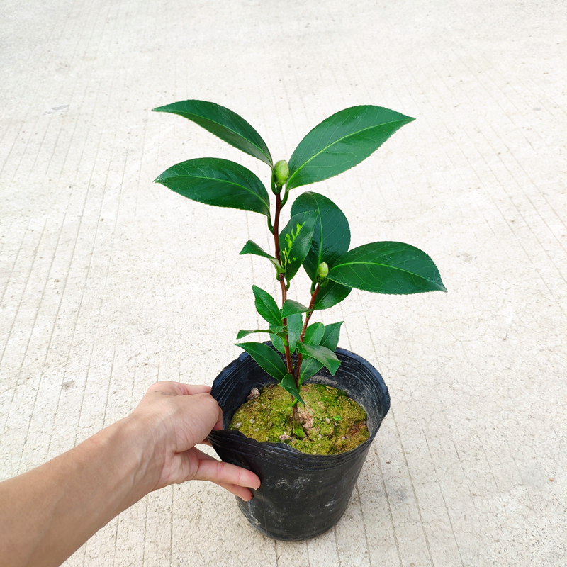 名贵黄达山茶花盆栽苗稀有黄色系列室内盆栽花卉四季常青绿植好养花草