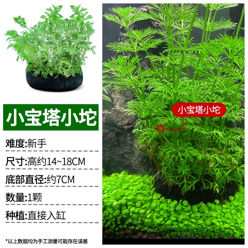 真水草活体水草绿植水中水生植物鱼草阴性懒人鱼缸造景 小宝塔小陀