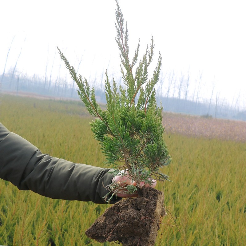 侬律 龙柏树苗 珍珠柏树苗 龙柏小苗 龙柏球  工厂