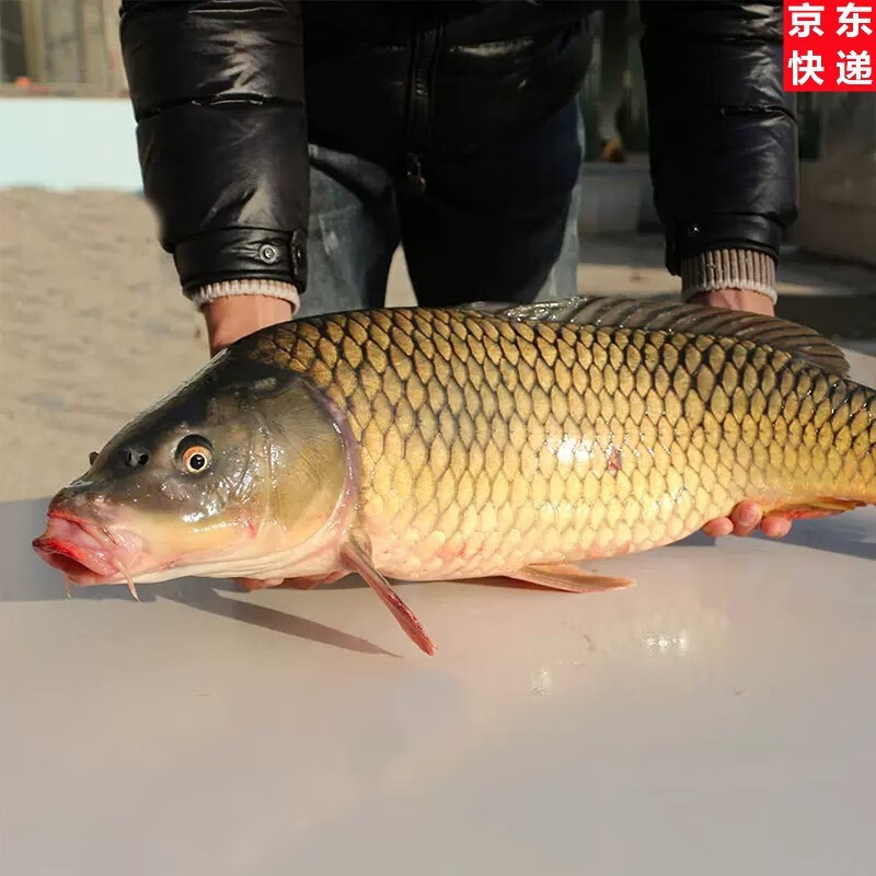 安峰山 鲤鱼鲜活现杀淡水鱼黄河大鲤鱼新鲜净膛四鼻鲜活大鲤鱼 野外