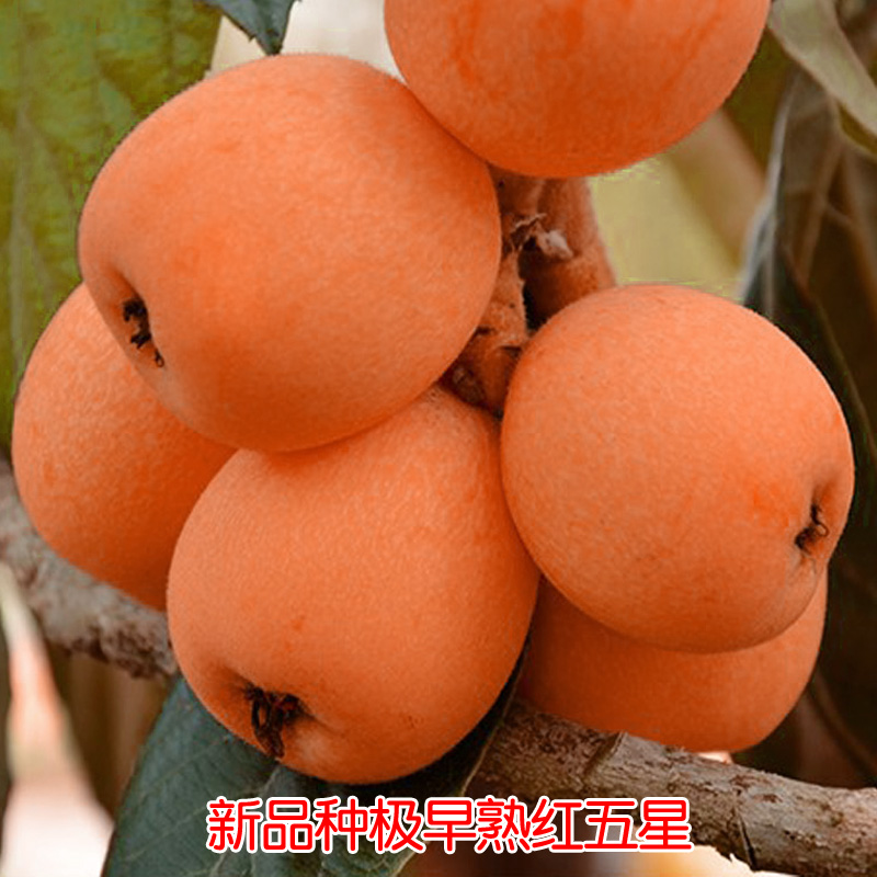 京东查看查询苗木历史价格走势|苗木价格走势图