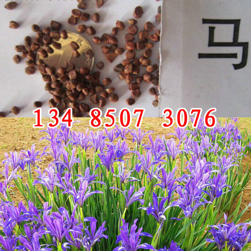 京腾花卉马莲种子草本植物花种籽子马兰种子马蔺种子易播种出芽快