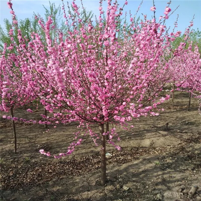 榆叶梅树苗重瓣小桃红梅花树苗庭院别墅花园地栽盆栽观花风景树行道