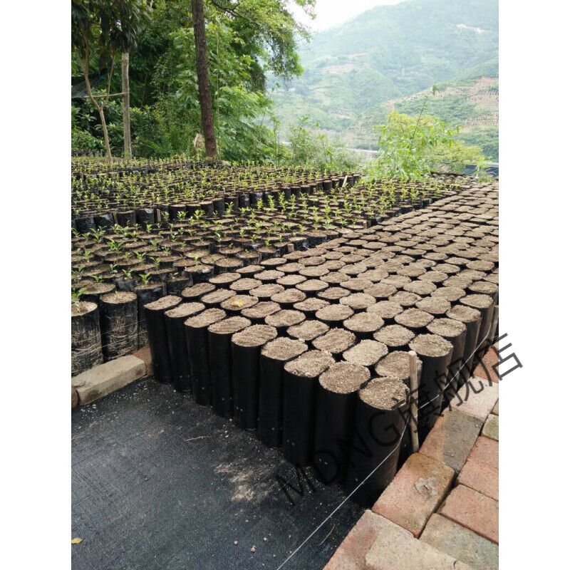mdng营养袋育苗袋黑色加厚柑橘育苗袋脐橙果苗桶沃柑嫁接育苗袋柠檬营