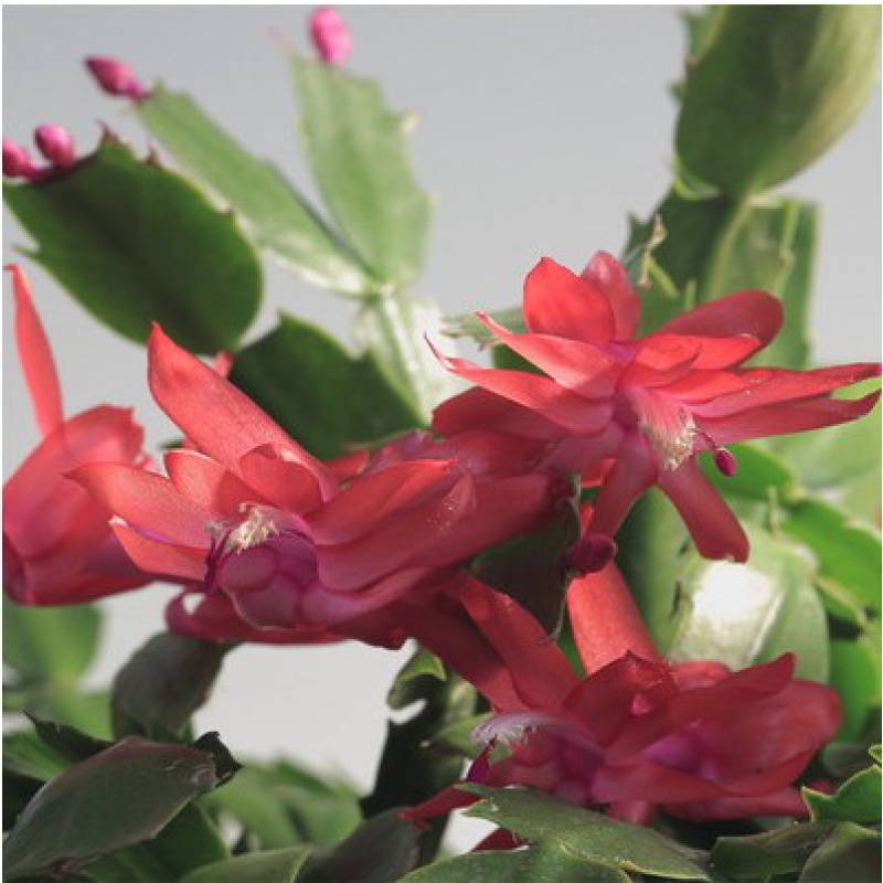 蟹爪兰苗花卉 盆栽蟹爪兰花苗 多肉植物 蟹爪兰带根发货当年开花 红色