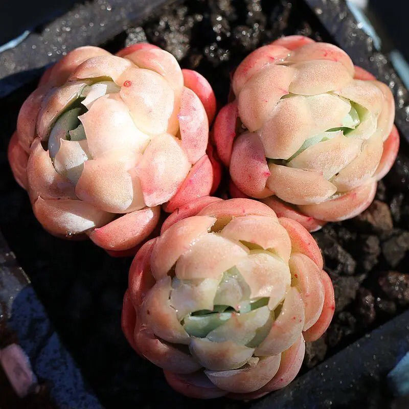 【精选现发】精品橘子冰多肉植物正版稀有贵货月影系盆栽绿植肉肉 超