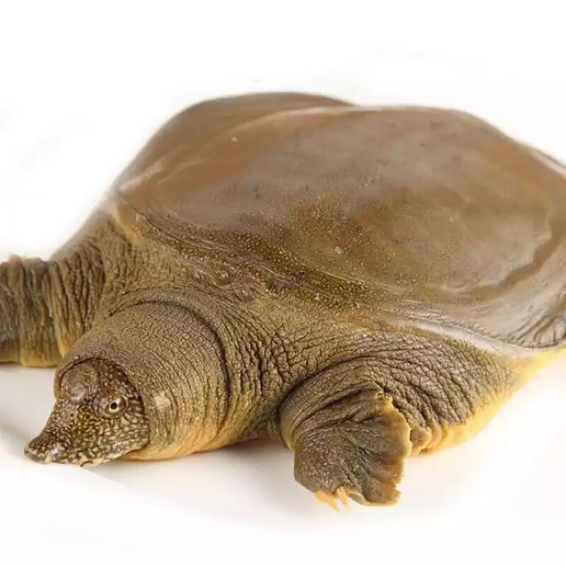 安峰山青黄背淡水甲鱼活体王八团鱼鳖中华鳖苗活体 1-1.