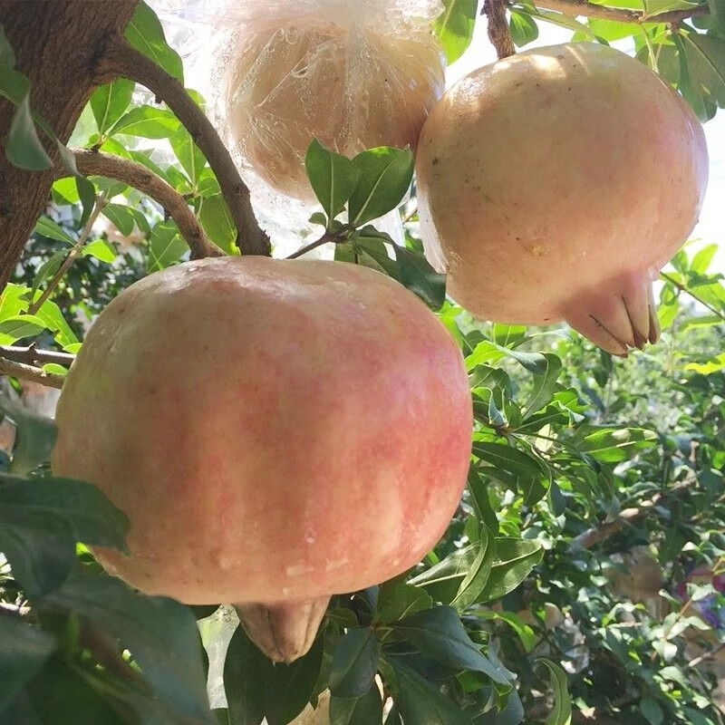 【千园九味】陕西临潼石榴新鲜水果西安特产应季时令大红甜石榴非软籽