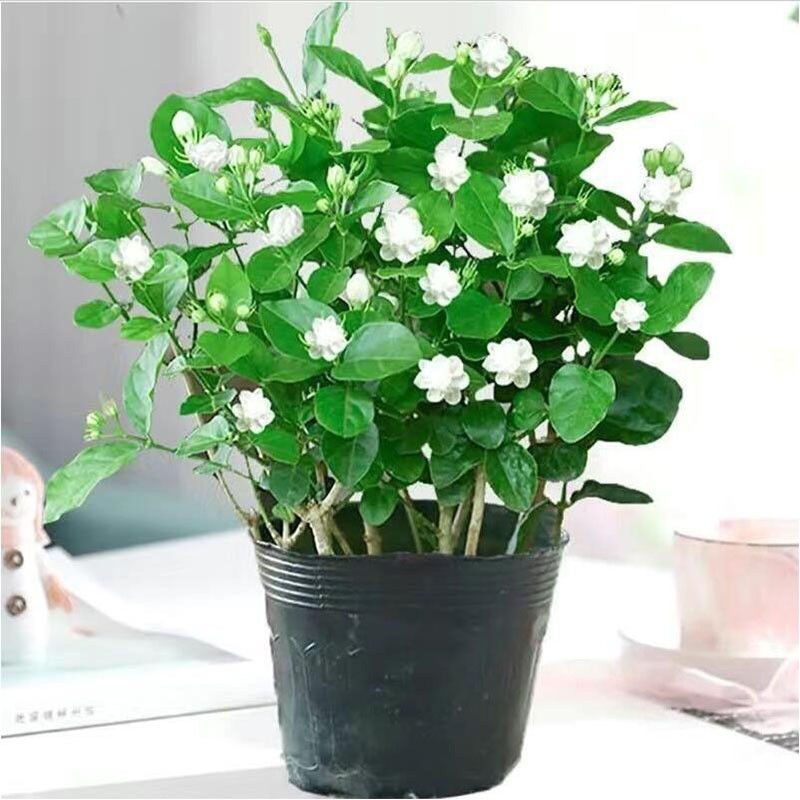 淳傲茉莉花盆栽带花苞室内花卉观花植物四季好养开花香水茉莉非洲茉莉
