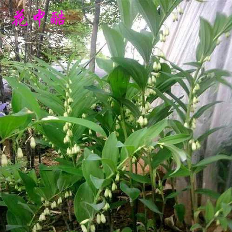 玉竹苗 鲜活植物黄精种根苗 庭院耐寒耐阴花卉铃铛菜盆栽绿植 玉竹苗