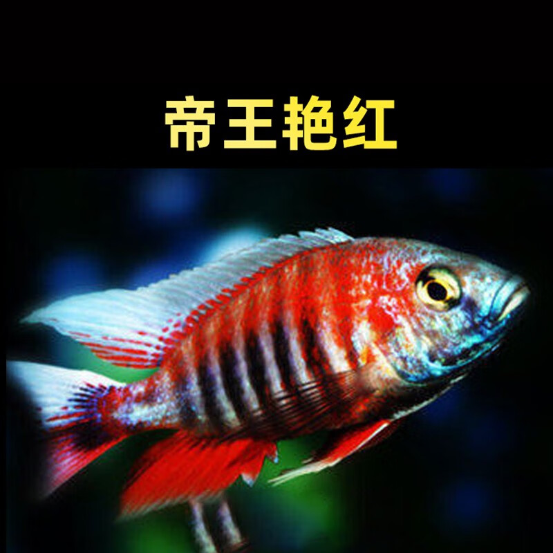 richer)三湖慈鲷活体马鲷岩栖鱼合集宠物鱼淡水热带鱼观赏鱼活体 帝王