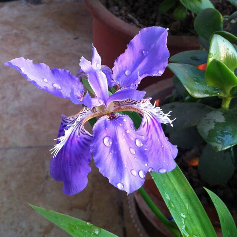 WMO大花萱草忘忧草鸢尾花卉金娃娃苗庭院绿化地被多年生马兰四季开花 紫花鸢尾20株