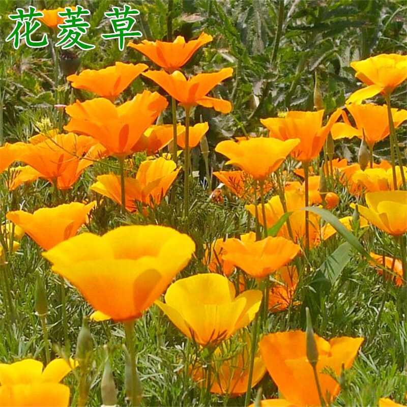 楚风汉韵新花菱草种子春秋易种简单多年生耐寒花籽室外庭院景观华菱草