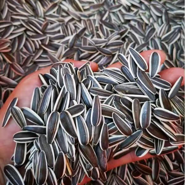 葵花籽瓜子原味散装1斤/5斤新货葵瓜子生 【601品种生吃香】【生3斤】