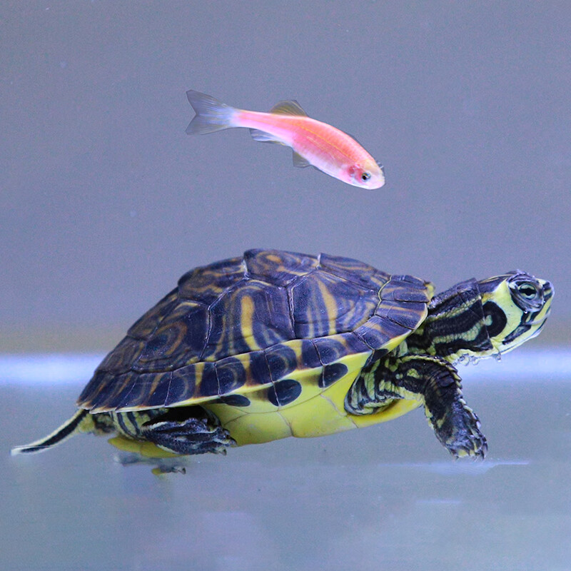 少羽深水龟鱼缸混养黄耳龟侧劲小乌龟活物纯种黄头吃粪龟观赏宠物海龟