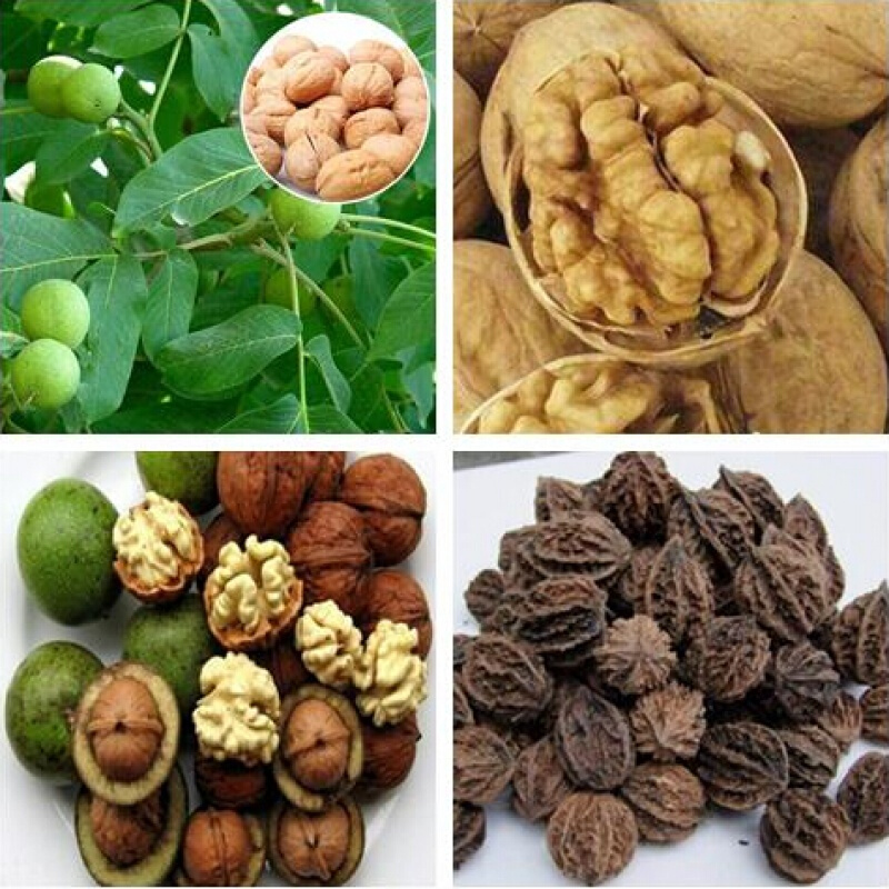 周金祥 山核桃种子 薄皮纸皮核桃种子 胡桃 羌桃种子 种植文玩核桃树