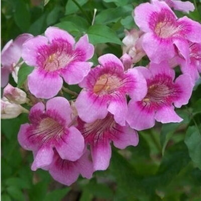 凌霄花苗 凌霄花树苗庭院爬藤植物凌霄苗老桩大盆栽绿化攀爬 粉色凌霄