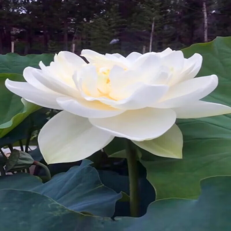 青上青荷花种苗 荷花盆栽 莲藕种苗 碗莲藕苗 莲花种苗 观赏荷花种藕