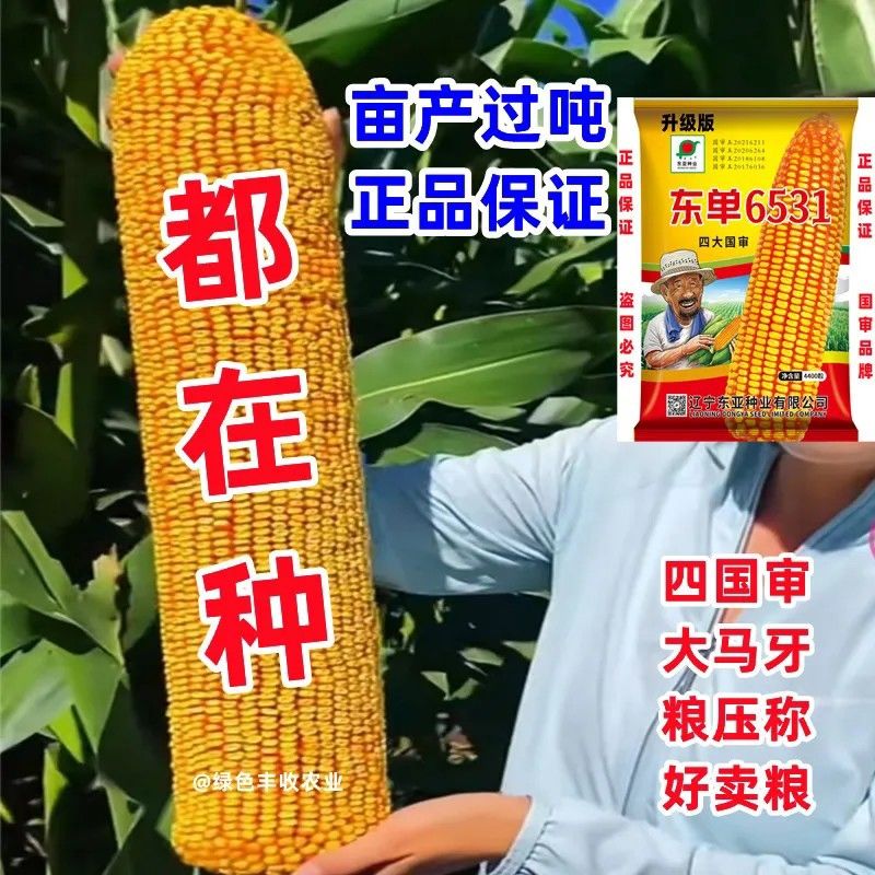禾之润批宋双胞胎国审原装玉米种子大全矮杆大马牙东单6531扛倒抗病