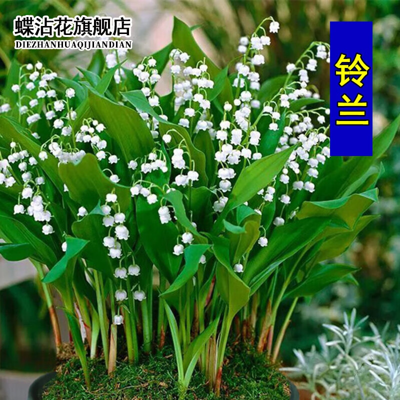 蝶沾花种球-高品质种球，价格走势有惊喜|JD种球价格走势
