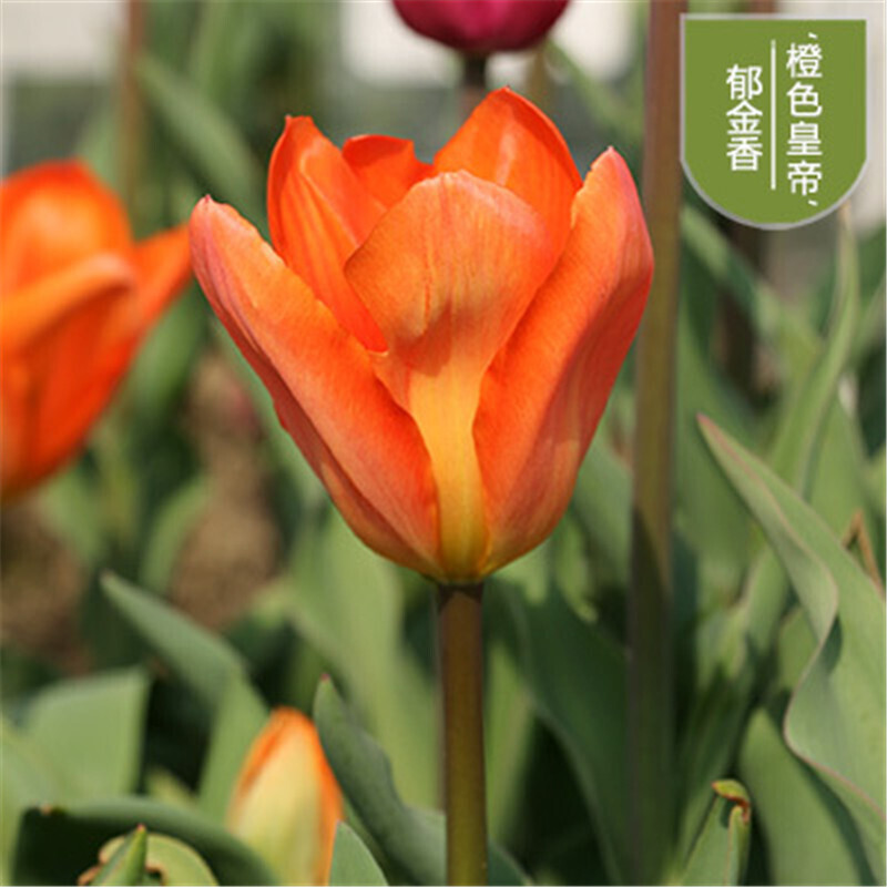 郁金香种球 室内阳台桌面盆栽绿植花卉 水培土培郁金香球根花卉 橙色