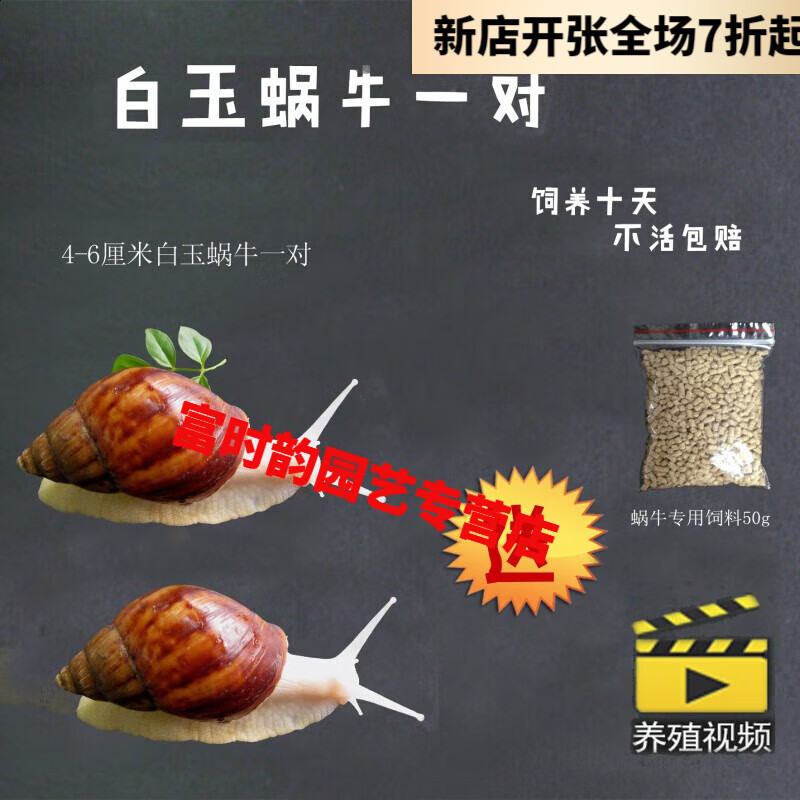 白玉蜗牛活体养殖宠物蜗牛 观赏活体繁殖套装蜗牛 4-6厘米一对带饲料