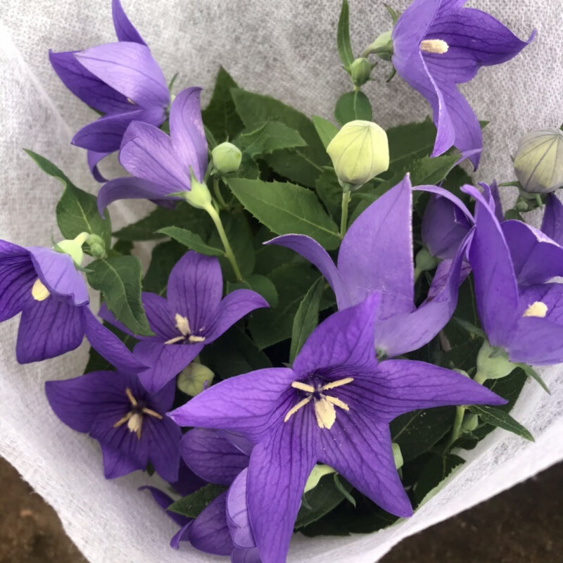 绣球花鸡冠花玛格丽特带花阳台四季花卉原盆原土 紫色中华桔梗 含盆