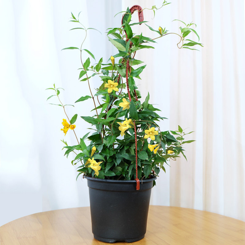 法国香水黄茉莉花苗浓香庭院爬藤植物四季长青耐寒绿植花卉盆栽 法国