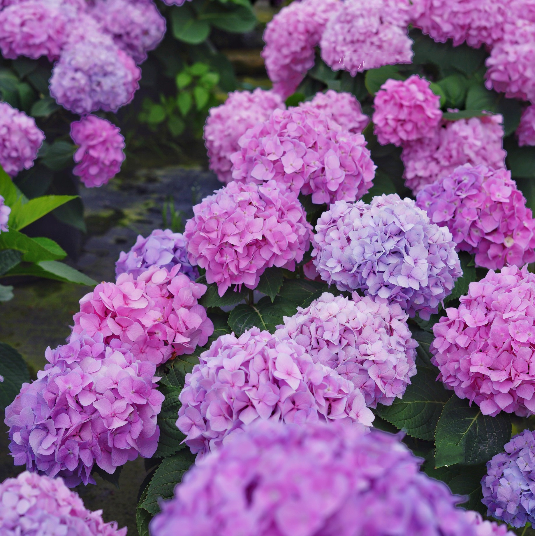 大花品种绣球无尽夏花苗阳台盆栽爆盆别墅耐寒四季容易种庭院植物