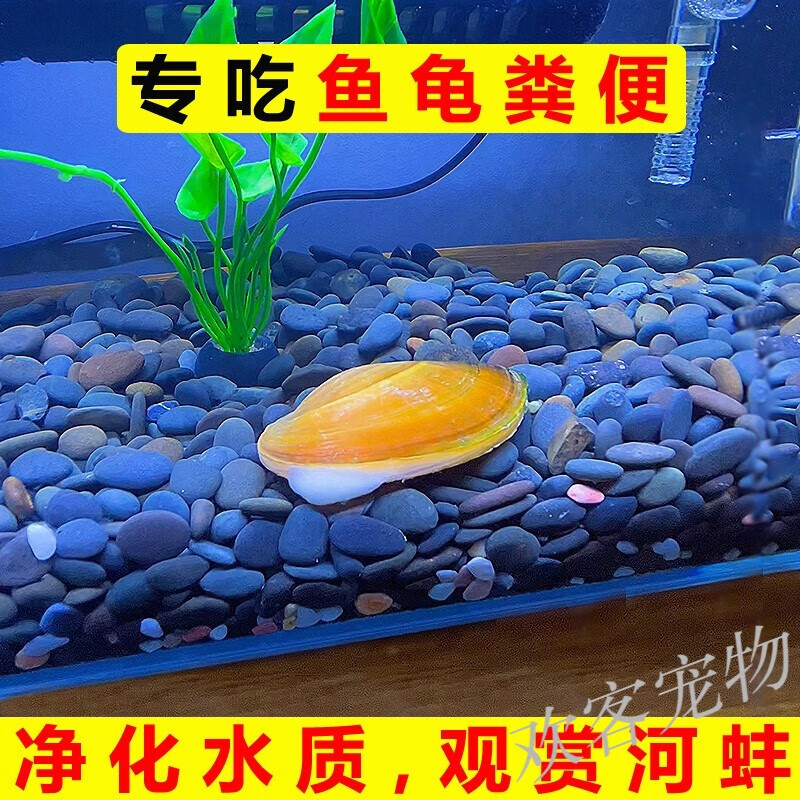 河蚌养鱼缸图片