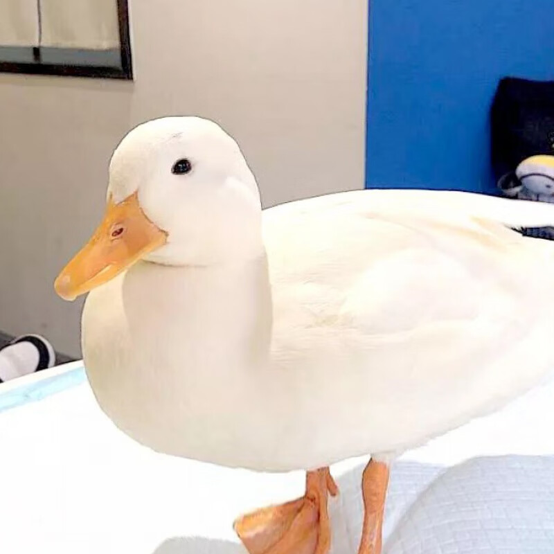 柯尔鸭活体 可孵化柯尔鸭宠物纯种callduck幼崽小叫可达鸭易养活 宠物