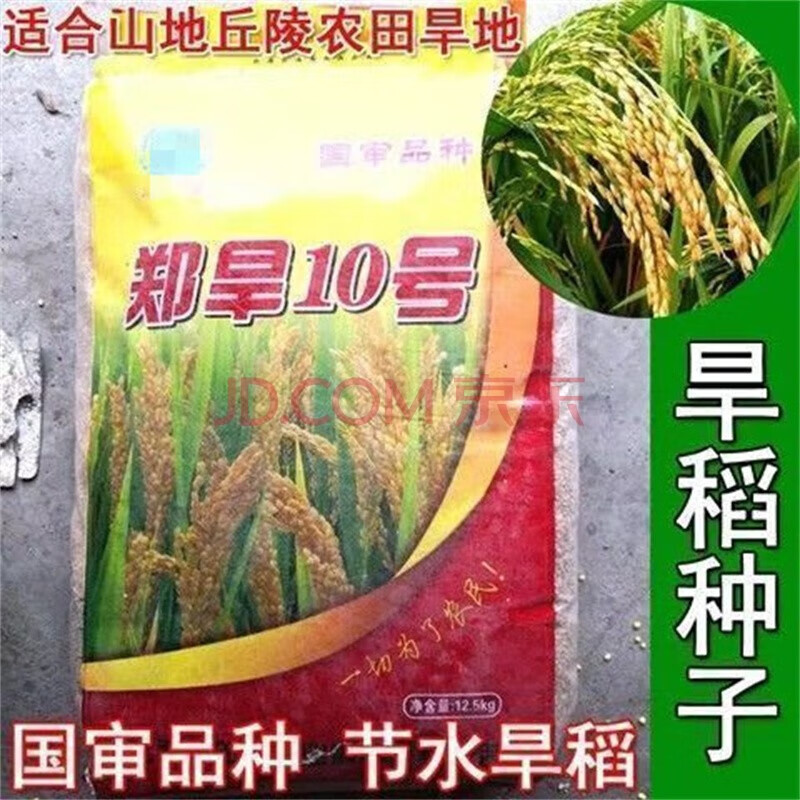 水稻种子家用高产水稻种孑旱稻种子东北大米糯米香稻子 郑旱10号一斤